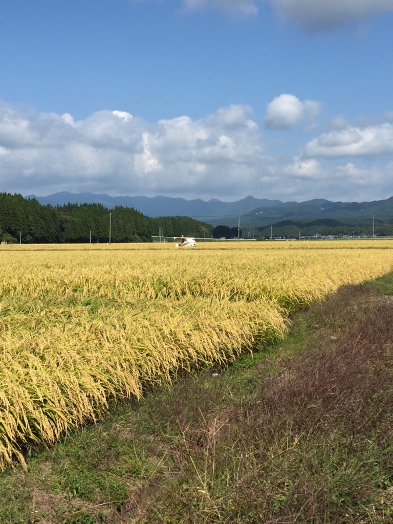 稲刈りが最盛期です！