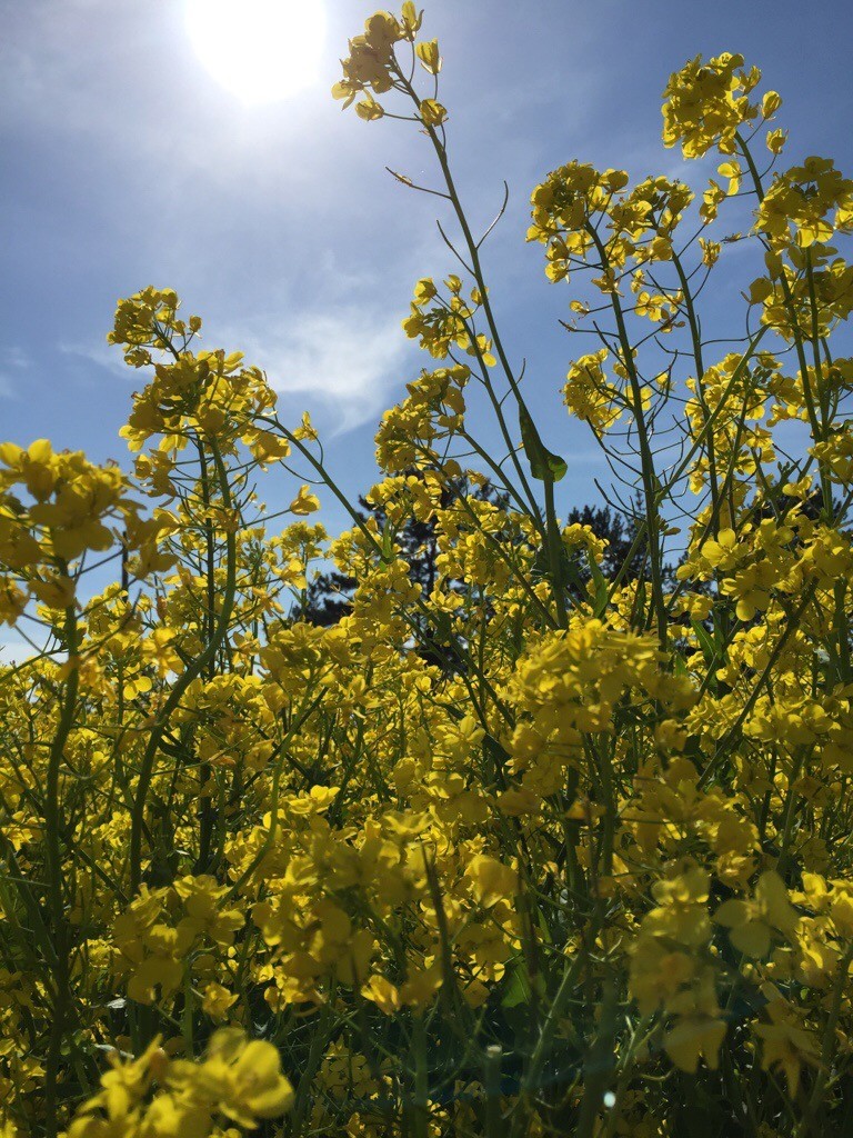 菜の花