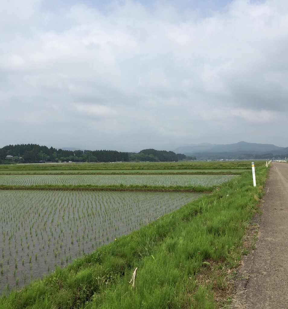 田んぼ