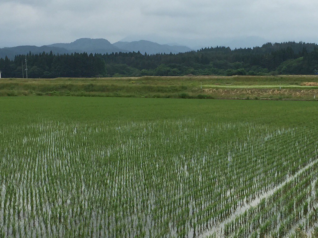 田植え後、約一ヶ月の苗