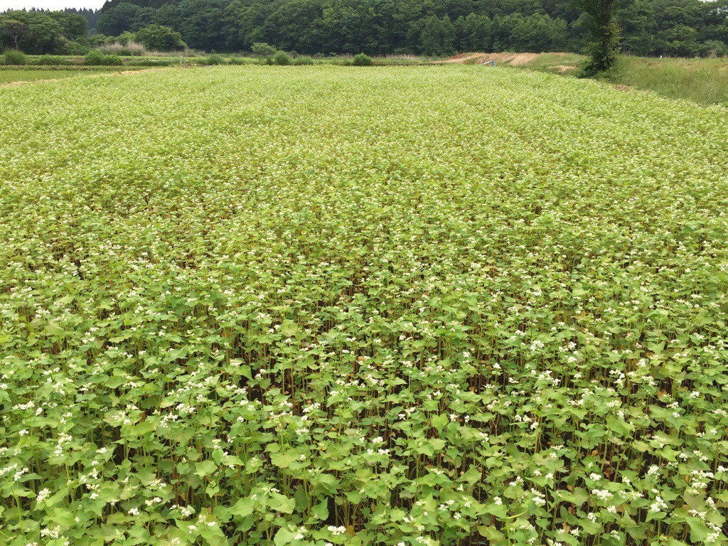 蕎麦の花