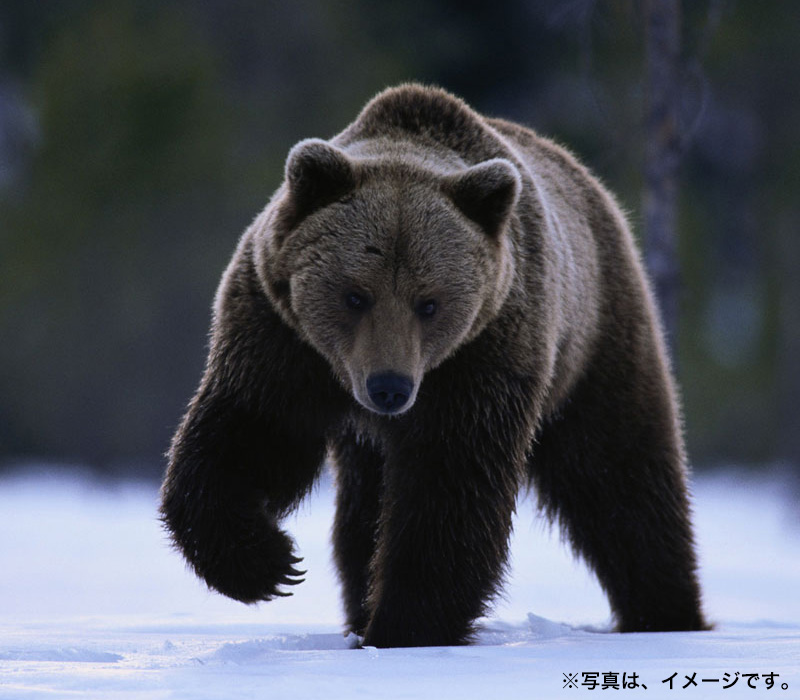 bear