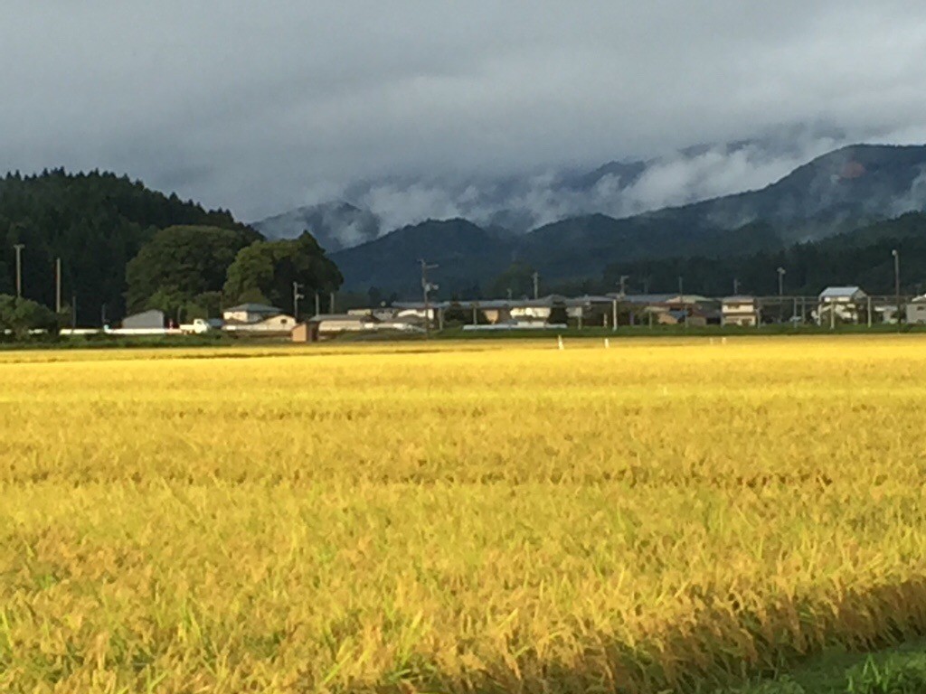 黄金色に…