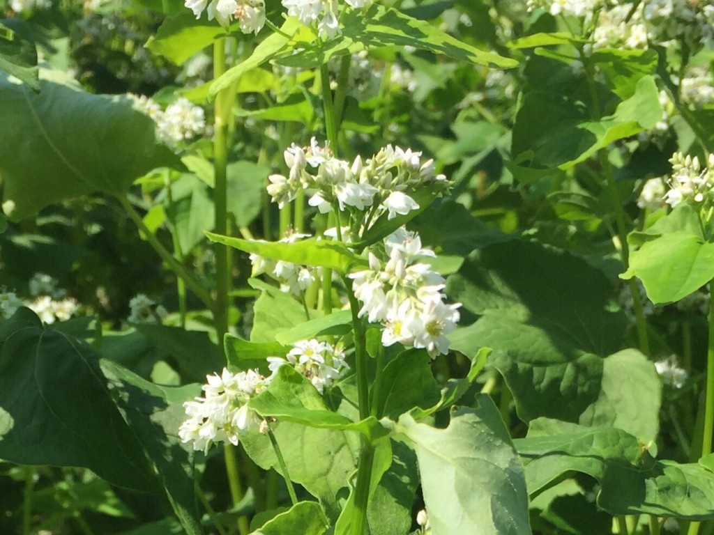 蕎麦の花 満開