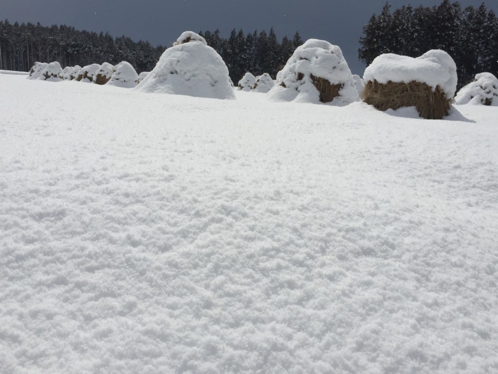 今日のお天気❄️