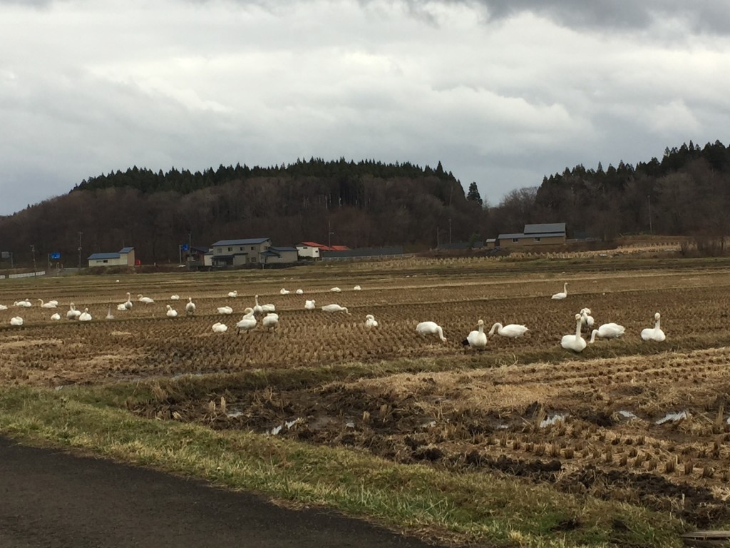 白鳥の飛来