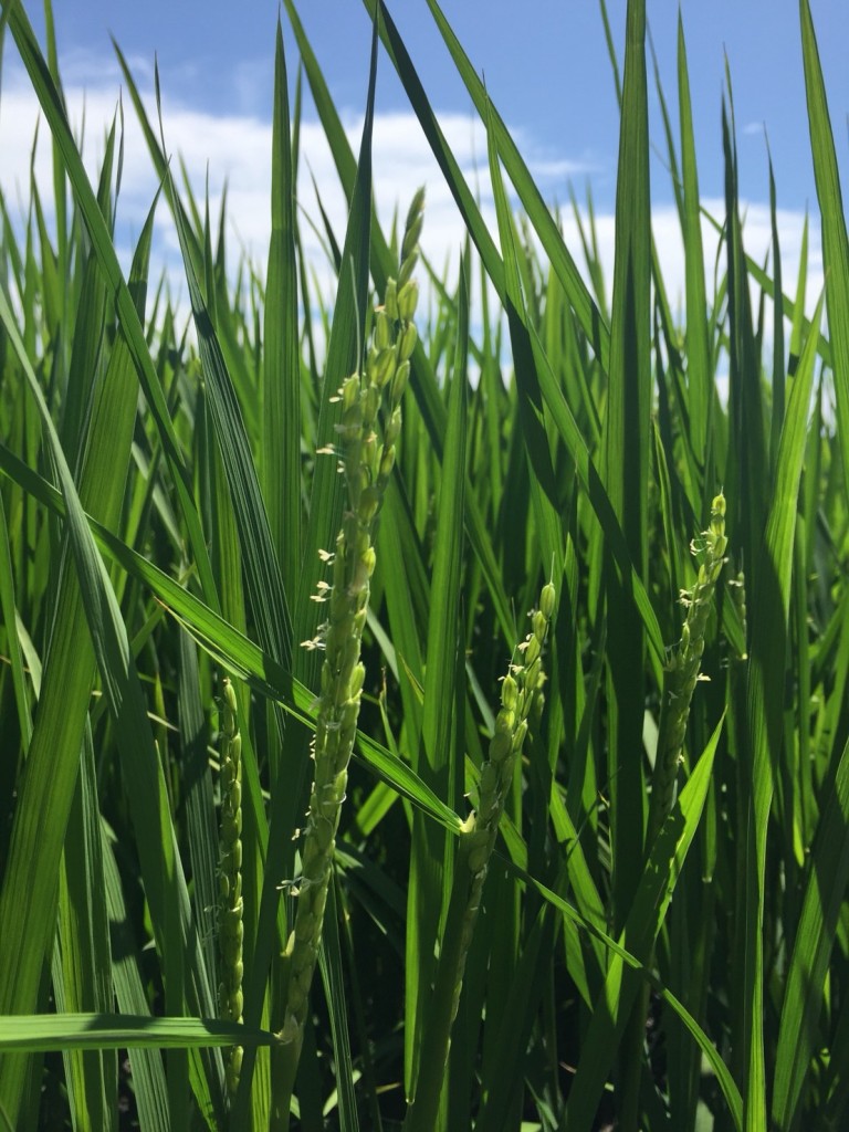 お米の花が咲きました