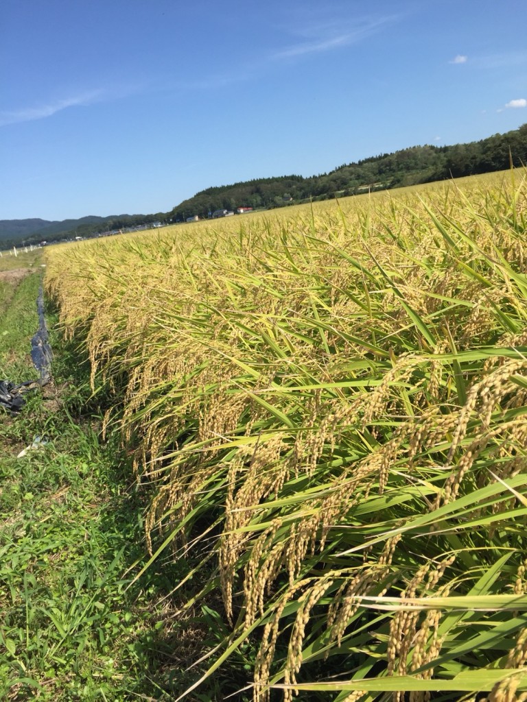 いよいよ刈り取りです。