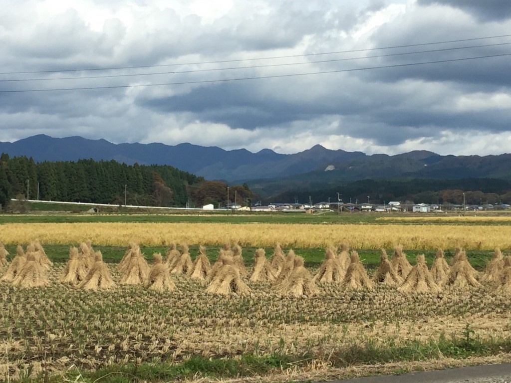 刈り取りが終わった田んぼ