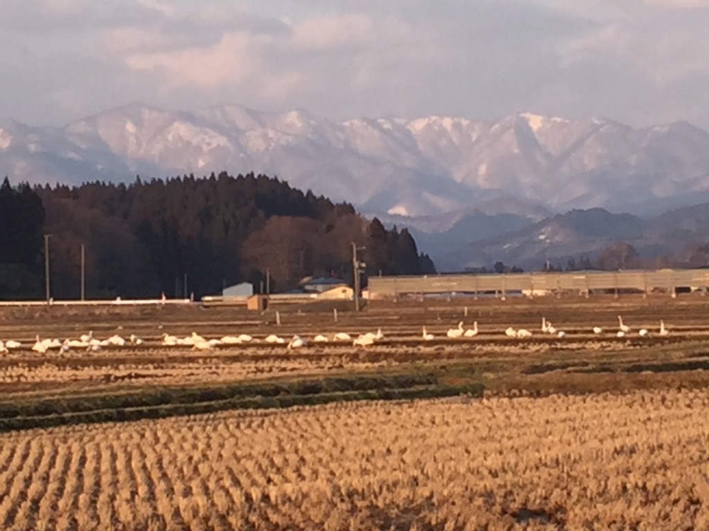 白鳥の飛来