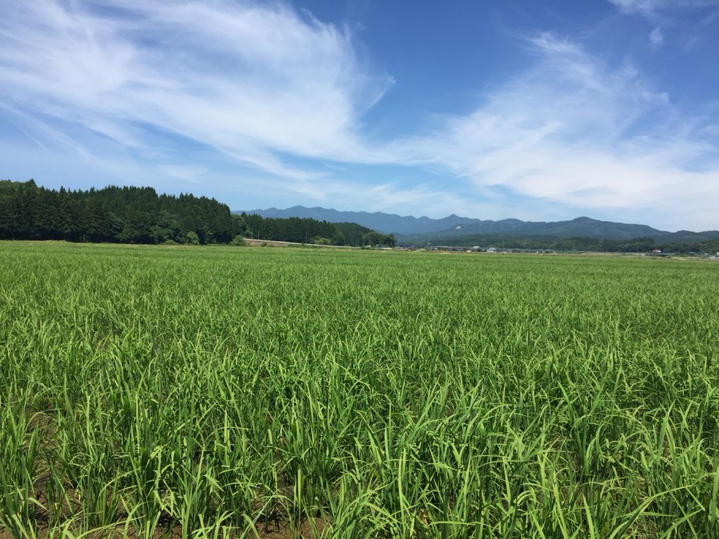 中干しの時期