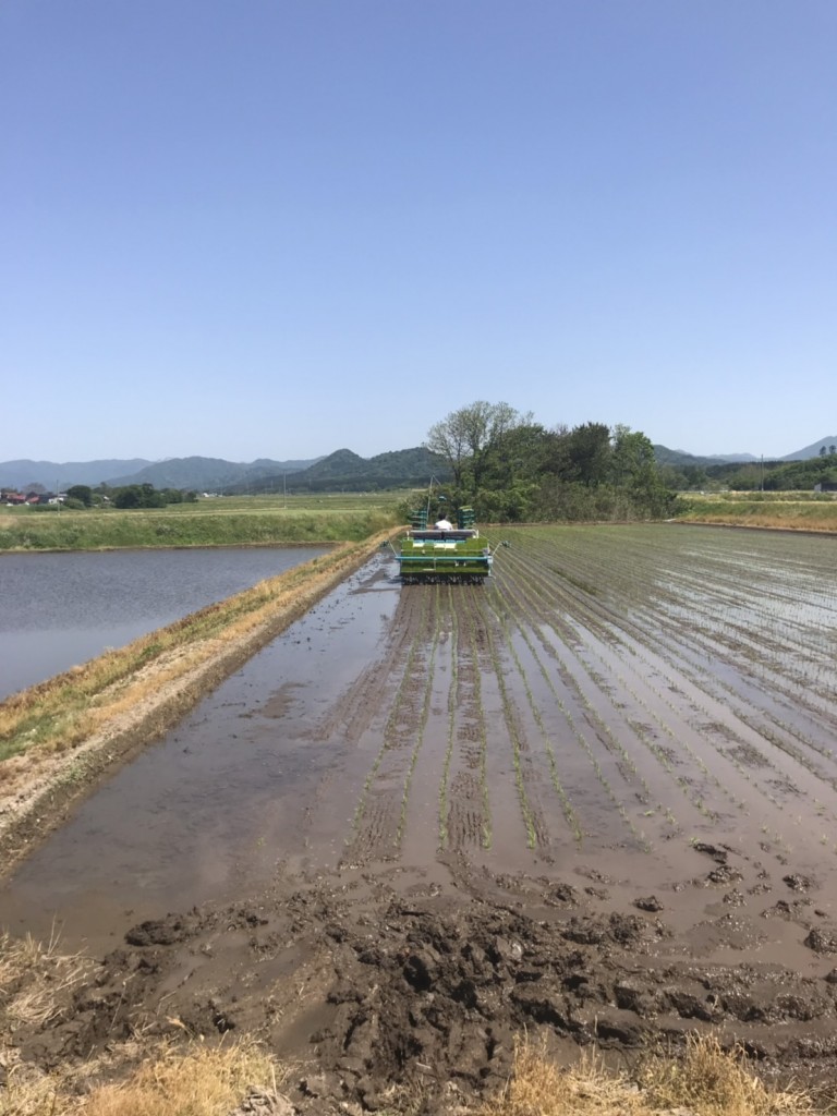 田植えが始まりました