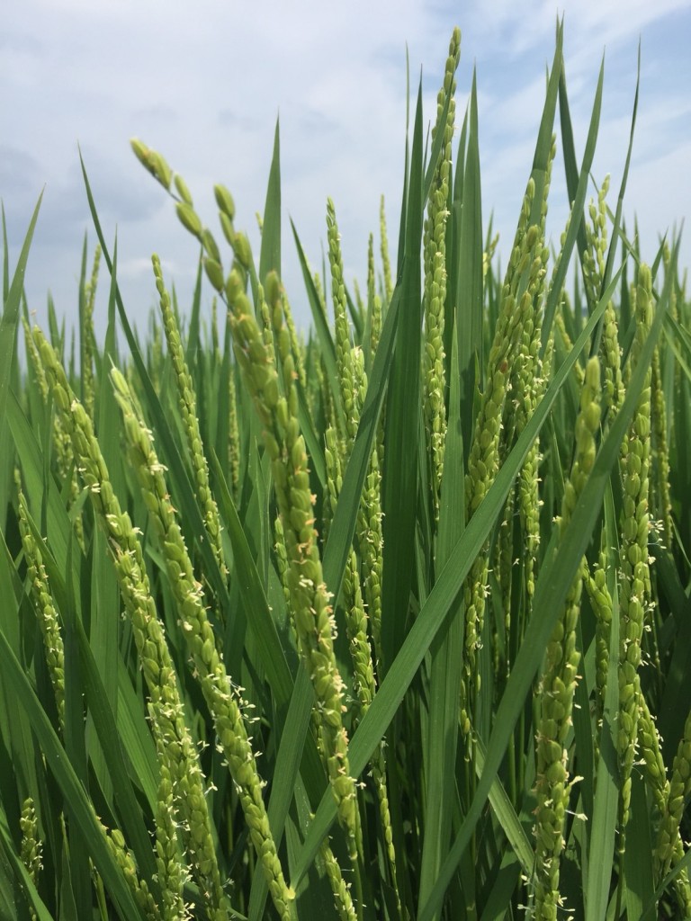 稲の花が咲きました。