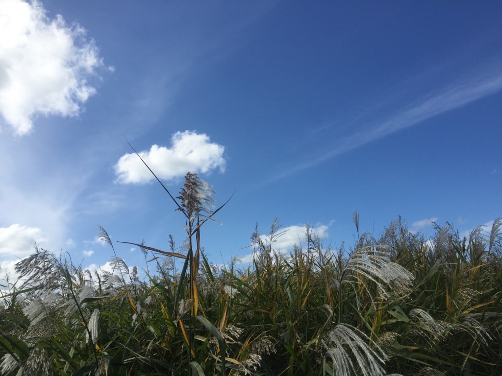 変わりゆく秋の空