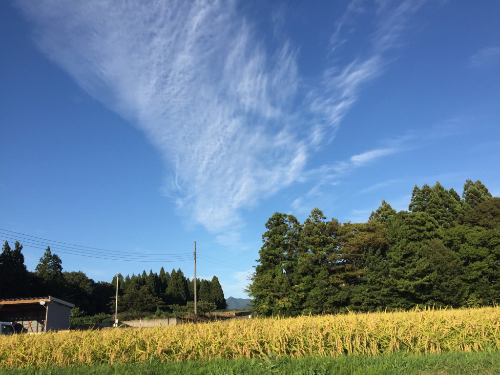 お米の検査