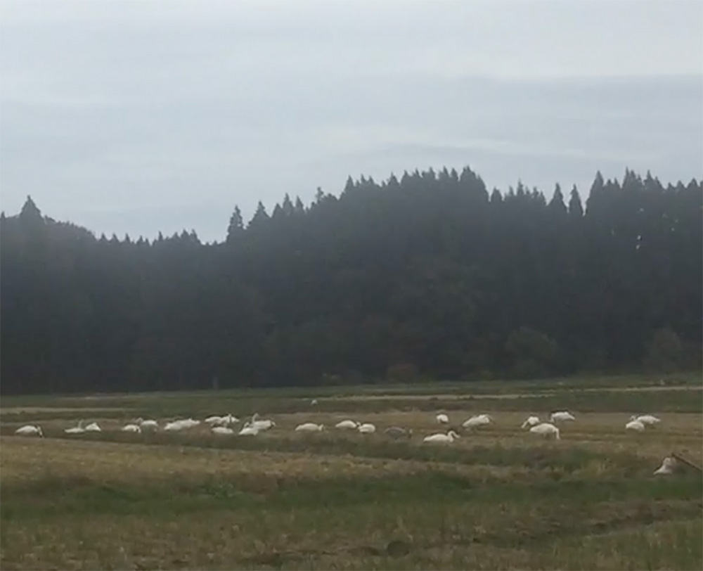 白鳥の到来