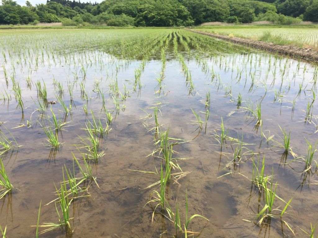 苗の定着も順調です