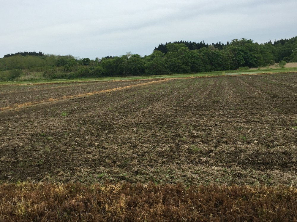 5月 田起こし