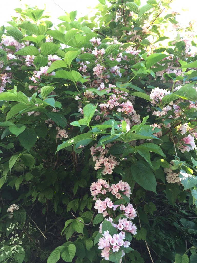 野の花々