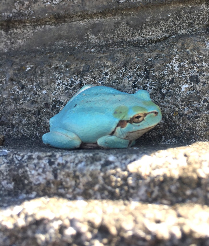 幸せの水色のカエル