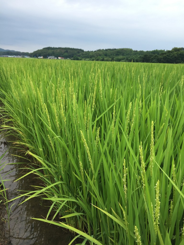 稲の生育状況（8月初旬）