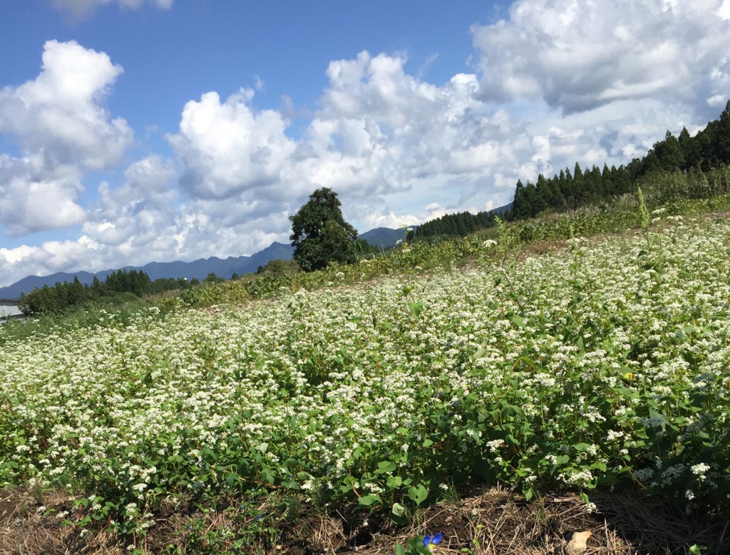 白くかれんな蕎麦の花